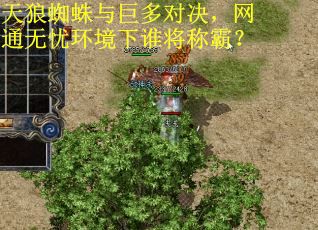 天狼蜘蛛与巨多对决，网通无忧环境下谁将称霸？